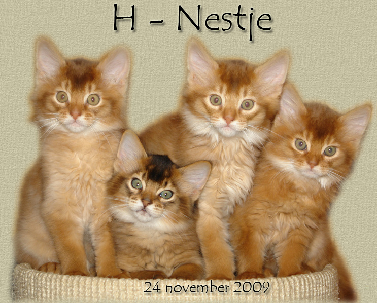 H-nestje