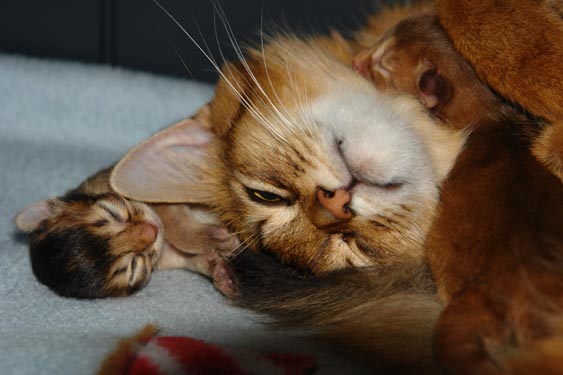 Bastet genietend van haar eerste nestje