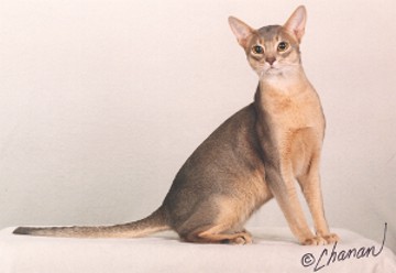 Owner: Bev Emley , Suncharmer Abyssinians Owner: Bev Emley , Suncharmer Abyssinians
