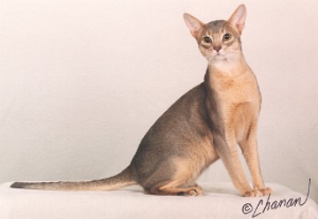 Owner: Bev Emley , Suncharmer Abyssinians