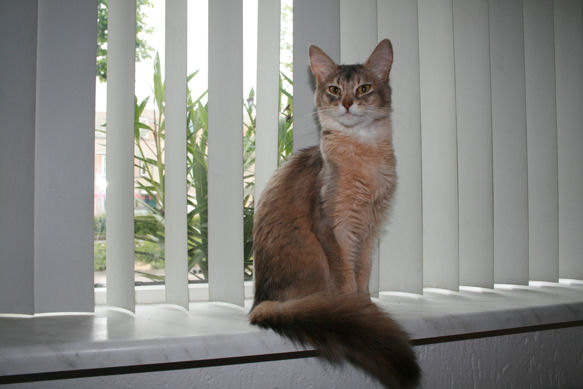 foto: cattery Gebrook