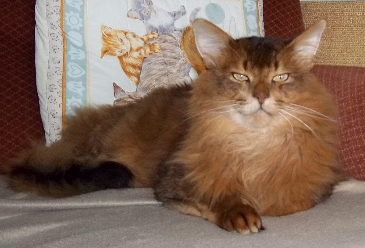 Foto/Eig: Cattery Makeitso