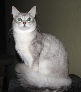 eig: Cattery Etude