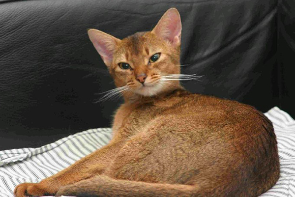 Foto: Cattery Gatobelo
