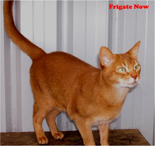 Owner: George & Julie Kennedy , Nile Abyssinians
