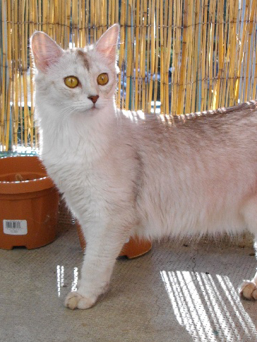Foto/Eig: Chatterie de L'Arche D'Axcelo