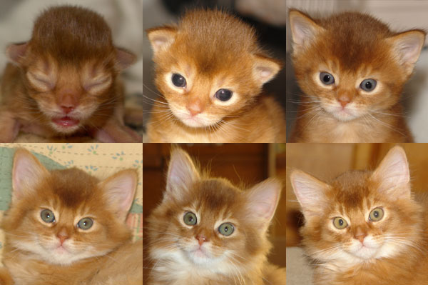 Kittenfoto's Haïsy