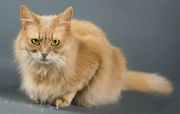 eig: Cattery Van Wu-Wei