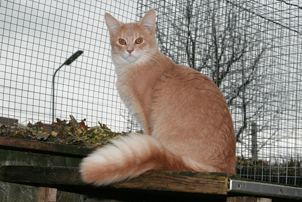 Foto/eig: Cattery Van Gebrook