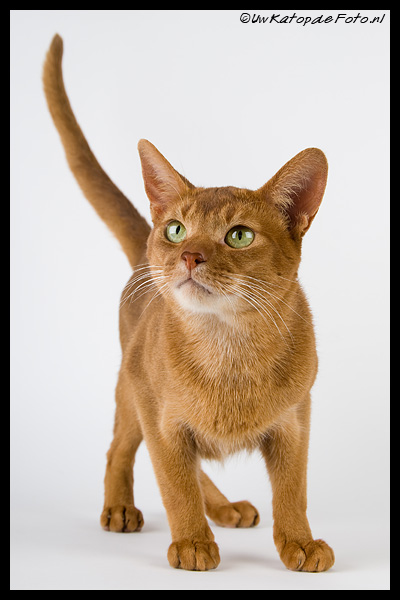 Foto: Uw kat op de foto