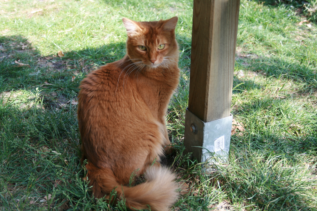 foto copyright: Cattery Porta Coeli