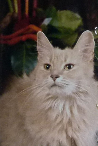 eig: cattery Van Wu-Wei