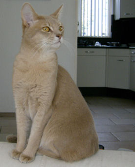 foto: cattery Gebrook