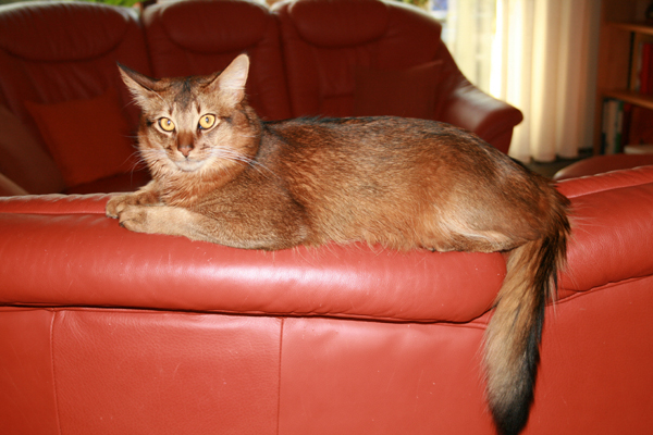 foto copyright: Cattery Porta Coeli