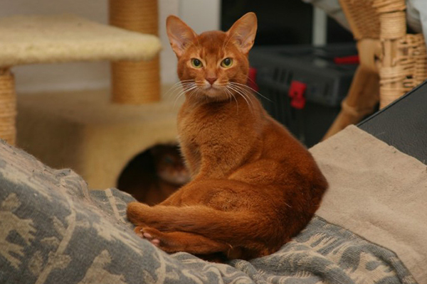 Foto/eig: cattery Gatobelo