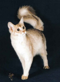 eig: Cattery Arpeggio
