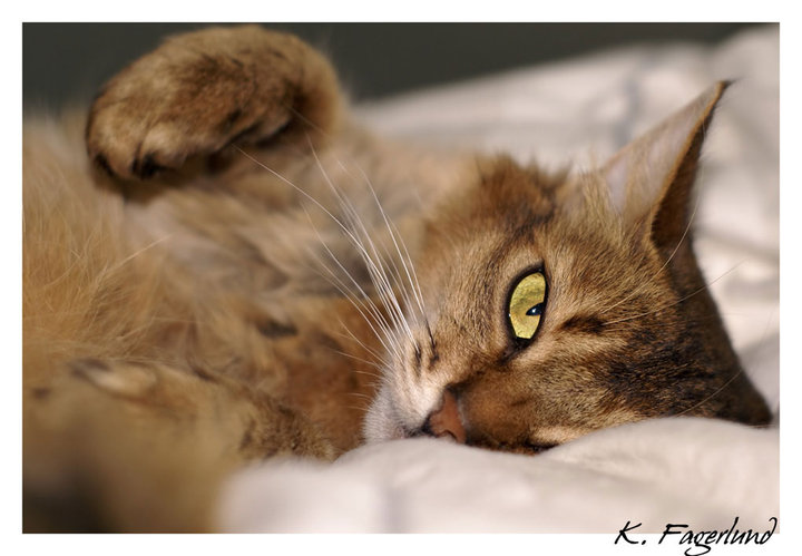 foto copyright: Fagerlund