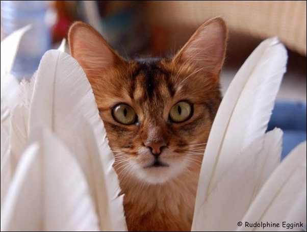 Foto: Rudolphine Eggink