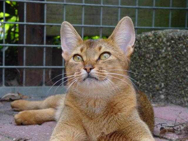 Foto/eig: cattery Chotu