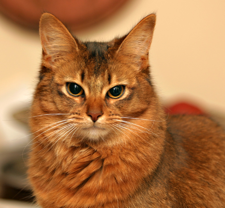 Foto/eig: cattery Stacym
