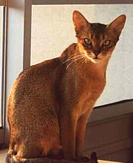 Owner: Rita Ribbing , Whoopee Abyssinians Owner: Rita Ribbing , Whoopee Abyssinians