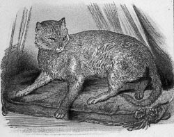 Zula, lithographie